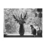 Still Life with Cat Post Cards