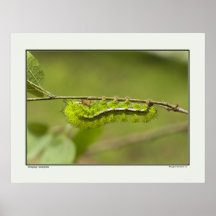 Stinging Caterpillar - South Texas Posters