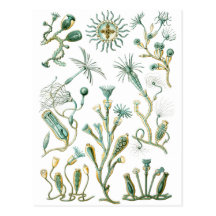 stinging-celled animals post cards