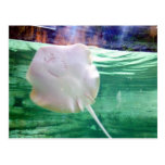 Stingray 'Face', Dubai Post Card