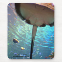 stingray up close mouse pads