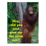 Stink Eye Animals Showing Emotions Postcards