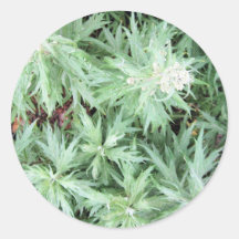 stink weed round sticker