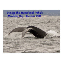 Stinky The Humpback Whale Postcard