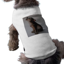 stock photos 087Wolf Dog Clothes