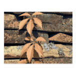 stone leaf postcards