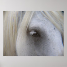 Stonecreek Farm Fell Ponies - Alyssum-Eye of Horse Poster