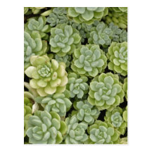 Stonecrop plant pattern post card