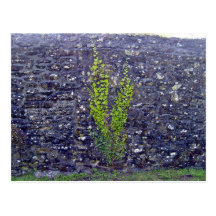 Stonewall avec des plantes d'escalade carte postale