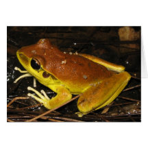 Stoney Creek Frog - Litoria wilcoxi Greeting Card