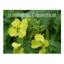 Stonington, Connecticut Post Card