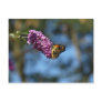 Stop and Smell the Flowers Post Cards