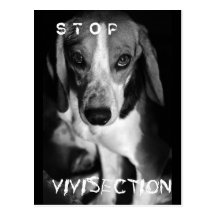 Stop vivisection - Postcard