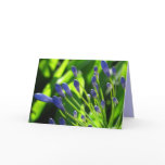 Storm Cloud  Lily of the Nile Card