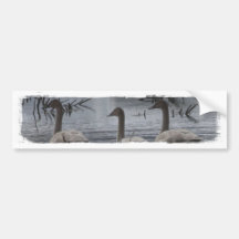 Stormy Swans Bumper Sticker