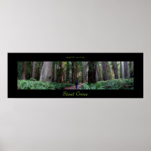 Stout Grove Redwood Trees Poster
