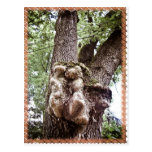Strange tree postcard
