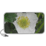 Strawberry Blossom Speaker
