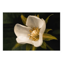 Strawberry flower