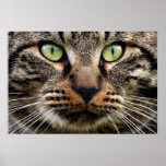 Stray Cat Stare Poster