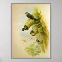 Streaked-throated Swallow Poster
