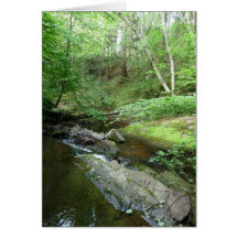 "Stream in Northumberland Woods" (3) Cards