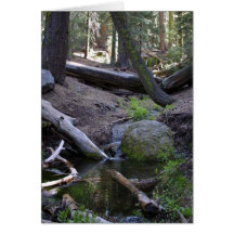 Streams Rocks Water Moss Forrest Trees Card
