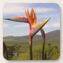 strelitzia flower beverage coaster