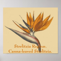 Strelitzia Reginae. Canna-leaved Strelitzia. Print
