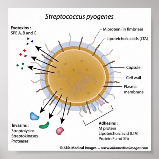 strep-pyogenes-labelled-diagram-zazzle