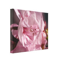 Stretched Canvas Print - Pink Rose