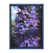 Stretched Canvas Print - Pride of Madeira