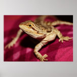 Stretching Bearded Dragon Poster