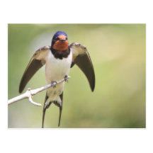 Stretching Swallow Post Card
