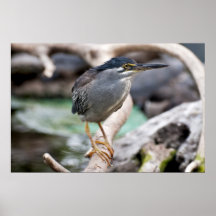 Striated Heron Posters