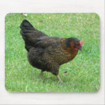 Striding Hen
