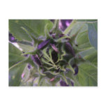 Striking Bud Postcard