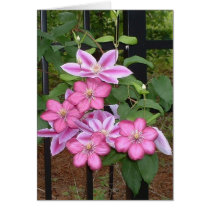 Striking pink clematis flowers