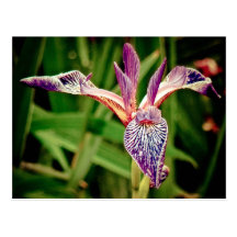 Striking Purple Lily Post Card