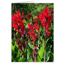 STRIKING RED CANNAS ~ GARDEN INSPIRATION CARDS!