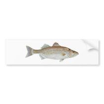 Striped Bass Art Bumper Stickers