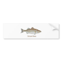 Striped Bass Art (titled) Bumper Stickers