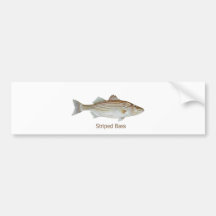 Striped Bass Art (titled) Bumper Stickers