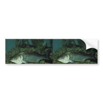 Striped Bass Bumper Sticker