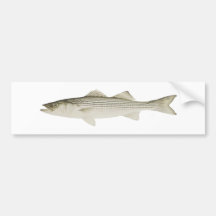 Striped Bass Bumper Sticker