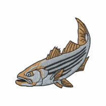 Striped Bass