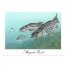 Striped Bass Painting Postcard