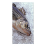Striped bass photo cards
