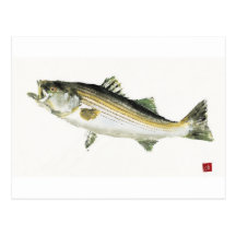 Striped Bass Post Card