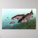 Striped bass signed painting poster